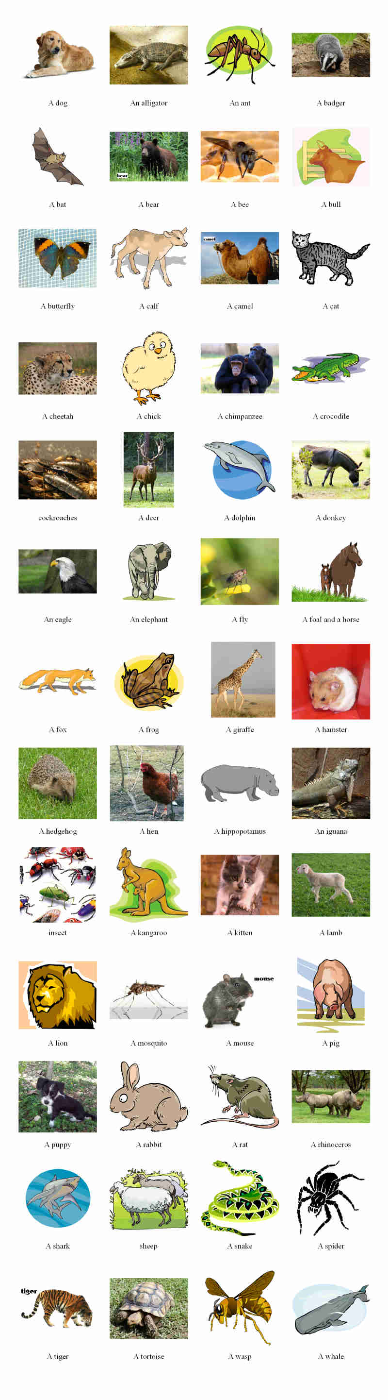 Animals vocabulary – learn the names of 50 animals – Games to learn English