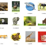 Animals vocabulary – learn the names of 50 animals