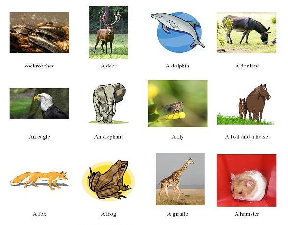 Read more about the article Animals vocabulary – learn the names of 50 animals