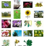 Plants – learn the names of 15 kinds of plants