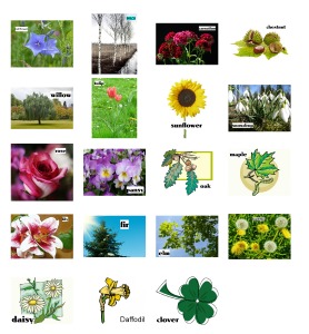 Read more about the article Plants – learn the names of 15 kinds of plants