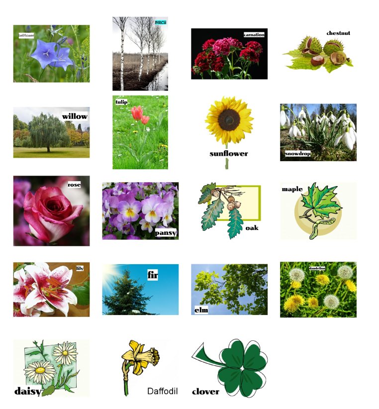 Plants pictionary to learn the names of plants